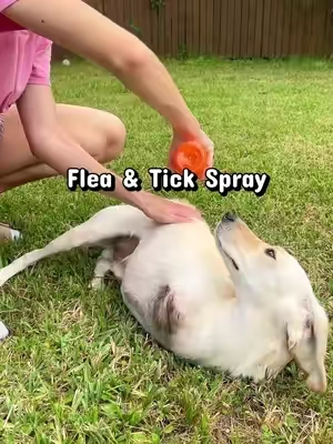 This spray seriously works wonders for preventing ticks and fleas and also eliminating them! #zestypaws #fleasandticks #fleaandtickspray #doghealth #dogmomsoftiktok 