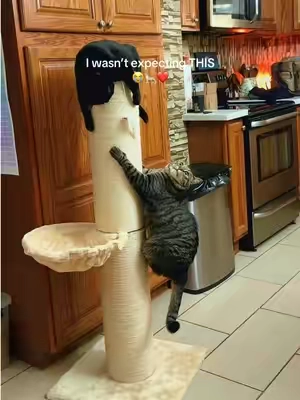 saving my furniture and keeping them so happy. 😮‍💨 #catscratcher  #giantcatscratcher  #catscratchingpost  #catenrichment  #TikTokshopbacktoschool 