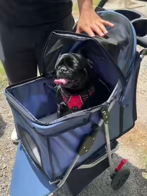All my dog parents need this #dogstroller #dogsoftiktok #pets #summerhack #walking 