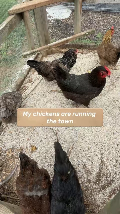 When you own chickens, you know the bugs come around. Flies, ticks, mites, and and fleas since I started using the spray my chickens have never been cleaner nor has my coop smelled any better. I’m obsessed. #backyardchickens  #chickencoop #homesteadinglife #homesteader #chickensoftiktok  