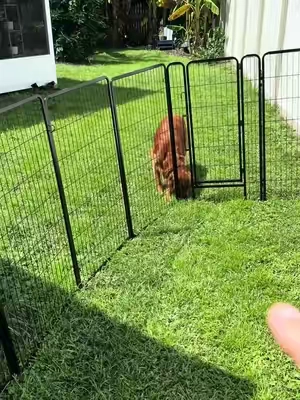 This fence is keeping my dog in our yard! #pets #dogs #fence 