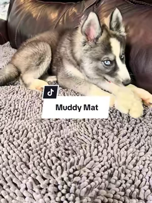 We live our pets but also need to protect the furniture. #petlover #couchcovers #pethair #furnitureprotector 