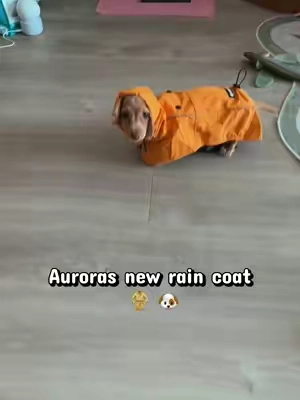 #dograinjacket #dogclothes #dogmusthaves 