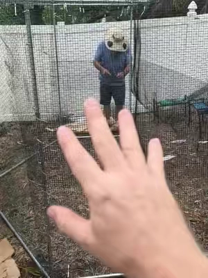This has SAVED our chickens and our quail! The predators have NOT made it in after MONTHS of trying! #chickens#hardwarecloth#bluecollar#Outdoors 