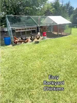 It’s just so easy to maintain and they have so much room to move. @VEVOR Home Improvement #vevor #chickencoop #chickenrun #backyardchickens #tiktokshopcreatorpicks  