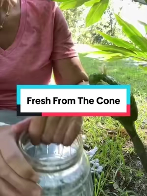 Harvest day is so satisfying. I love that I can squeeze the liquid straight from the cone, enjoy that fresh clean scent, and come back again in a couple of days for more. #Awapuhi #ShampooGinger #PlantTok #GardenHarvest #TropicalPlants