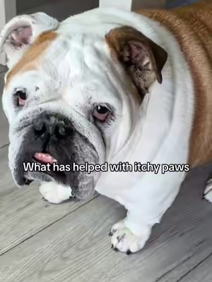 I’ll admit it was a tad expensive which is why I didn’t reorder right away but I’ve found it really does help!  So her comfort is def worth the $$ to me!  Obv results will vary but I hope it helps your pet!! #nativepet #itchydog #englishbulldog #nativepetgutwell #petsupplies 