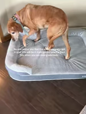 Comfy bed with joint protection for my senior puppies. 