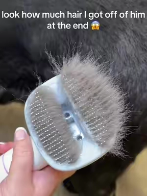 the grooming tool of my dreams. 😍 Beau has that thick undercoat that normally ends up all over my house - but not anymore! 🥰  this directly vacuums up the hair as you brush, plus it’s so quiet that it isn’t scary to my dog at all. 🤩 #doggrooming #doghairremoval #dogbrush #doggroomingtips #dogowners 
