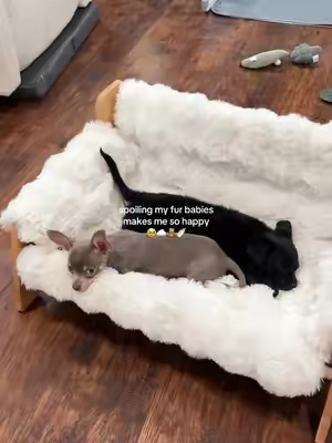 they love their sofa so much it melts my heart 🐾 #petbed #dogbed #furbaby #dogmom #puppy