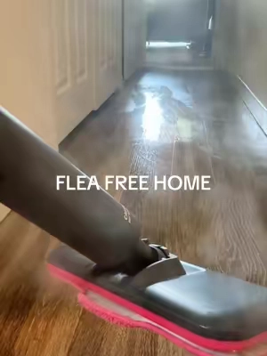 the secret to a flea free home… also treat your home ✨ this spray + steam! 