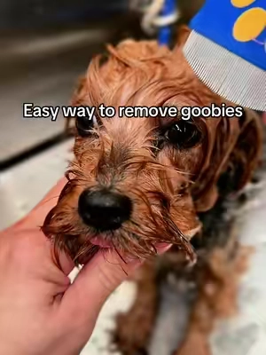 🐶Most pet owners neglect this and serious🦠 bacteria 🦠 infections can occur. 🐶🦠Prevent bacteria infection infections in dogs eyes.🦠🐶 Bacteria infections are from, excessive tearing, dirty or irritated eyes. To prevent infection, clean regularly and pay attention to your dogs eye health. @PETHROOM Global comb is pertect for keeping the area around the eyes clean #dogcomb #eyeboogers #doggrooming  