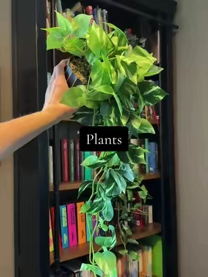 super affordable for fake plants! I linked them! #vineplants #officedecor #fakeplants #homedecor #artificialplants 