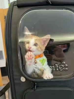 Pero que belleza de mochila más hermosa.  #petcute #mochila #gatos #cat #TikTokshopbacktoschool 