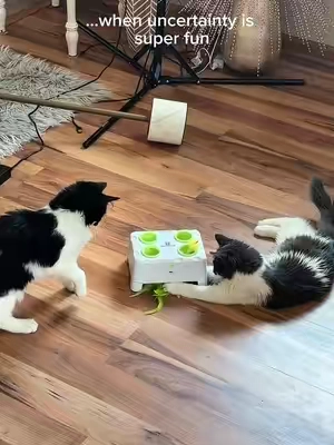 …they’ve been this way for hours until they fell asleep 😇😻🙆🏼‍♀️ @Happycode 