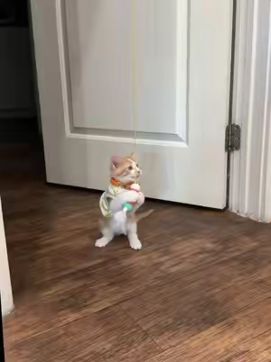 Juguete interactivo para gatitos.  #cat #gatos #juguetes #hogar #TikTokshopbacktoschool 