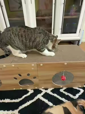 #cats #kitty #cat ##catscratcher 
