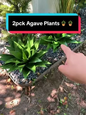 2-pack of Artificial Agave Plants 🪴  #shrubs #landscape #curbappeal #artificalplants #backyard