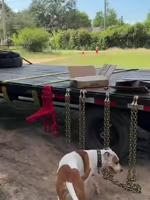 VEVOR Chain and Binder Kit 3/8in-1/2in Ratchet Load Binders 9215lbs Working StrengthRatchet Binders and Chains3/8in x 10ft Chains with G70 Hooksfor TruckTie DownHaulingTowing#Summervibes #summerwins #dealsforyoudays #tiktokshopsummersales #tiktokbacktoschool 