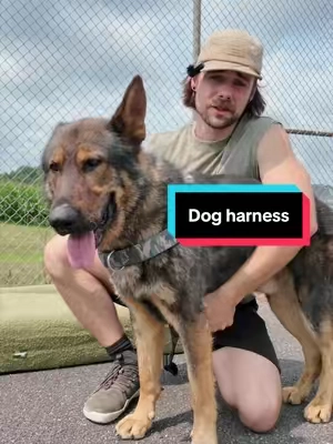 Replying to @Paula #wearedogfriendlyco #dog #harness 