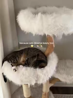 saying goodbye to the days of ugly cat trees ✨ a cozy kitty is always a happy one- this has got to be one of my favorite cat towers, it looks like they’re sleeping in the clouds!! made of such high quality wood with tons of places for sleep or scratching, it’s perfect #fyp #cats #catsoftiktok #cattree #cattower 
