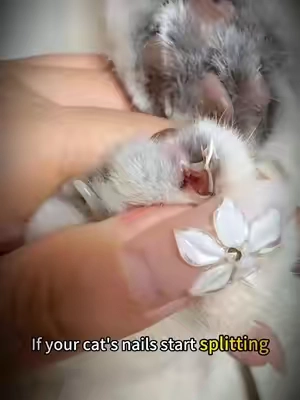 #catmom #catnails #catnailtrim #catsoftiktok #catlover 