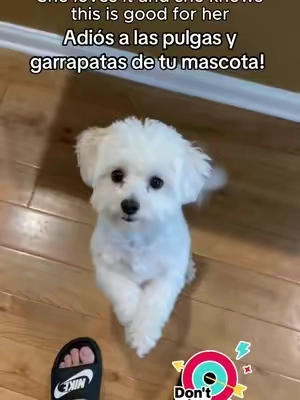 #SohoChic @woyamay.pets.official  Adiós Pulgas y Garrapatas: Solución para tu Mascota Despídete de las pulgas y garrapatas que afectan a tu mascota. 'Chews for Dogs' ofrece una solución efectiva para el bienestar de tu perro. Mantén a tu compañero libre de estos parásitos y asegúrate de su salud. #fleaprevention #fleaandtickprevention #doghealth #dogmom Keywords: adiós pulgas y garrapatas, cuidado de mascotas, solución antipulgas para perros, tratamiento garrapatas mascotas, chews for dogs Dog Flea & Tick Support Soft Chews - Natural Oral Supplement - Suitable for All Breeds & Sizes - 200 Chicken Treats