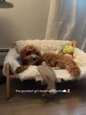 tell biscotti how cute she is 