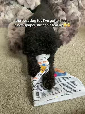 her head in it at the beginning 🥹😅 she can’t get enough of this thing! Plus I loveee that it crinkles, keeps her so much more entertained #dogmom #dogtoys #dogs #dogsoftiktok #TikTokshopbacktoschool 