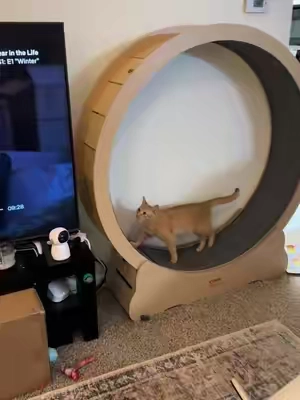 🐈 #cats #catsoftiktok #catlover #cattok #PetsOfTikTok 