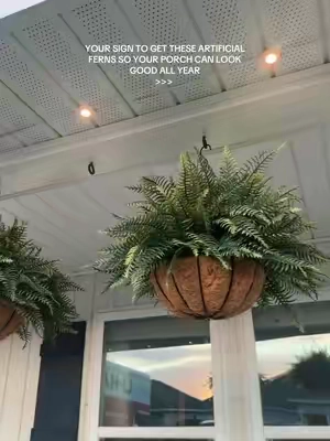 These are so affordable & have made the biggest difference out here 🤎 #ferns #Plants #Fall #Home #HomeDecor 