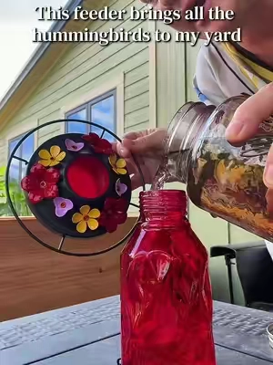 Hummingbird migration season is approaching, and right now is an important time to keep your hummingbird feeders full. 🌺❤️ As hummingbirds prepare for their fall migration, they’re busy fueling up for the long journey ahead. Keep offering fresh hummingbird nectar and leave your feeders up through migration—you won’t prevent them from leaving. Their migration is driven largely by instinct and changing daylight. A simple nectar recipe is 1 part white granulated sugar to 4 parts water—no red dye needed. Keep feeders clean and nectar fresh, especially during warm August weather. Your backyard might be an important little refueling stop for a hummingbird passing through. 🥹🌿 #Hummingbirds #HummingbirdMigration #Kingsyard #TikTokshopbacktoschool #Tiktokshopcreatorpicks 