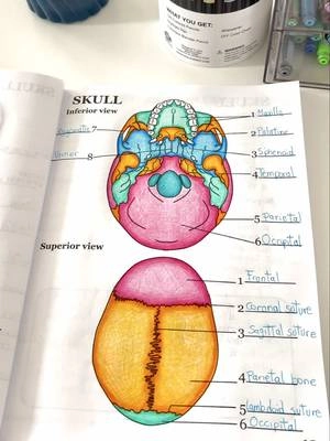The best way to study anatomy🫀🩺 #anatomy #humananatomy #anatomyandphysiology #coloring #coloringbooks