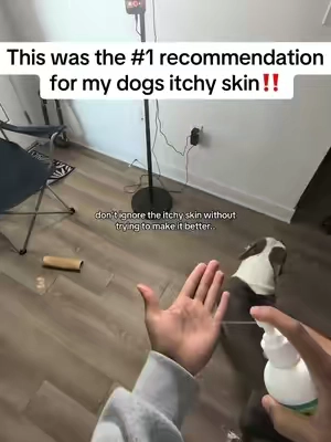 don't make the mistake they do, please get this asap! #dogsoftiktok 