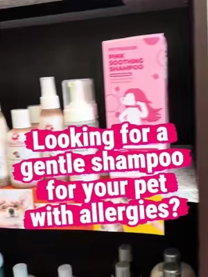Does your pet suffer from Skin Allergies, Dry, Itchy Skin? If so, you need to try Pethroom Pink Soothing Shampoo. @PETHROOM Global #petshampoo #dogshampoo #fypシ #petproducts #tiktokshop 