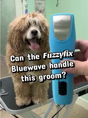 Let’s see if the Fuzzyfix Bluewave can get thru this dense coat. @fuzzyfix_official #petgrooming #doggrooming #petgroomersoftiktok #pethairclipper #backtoschoolsale 