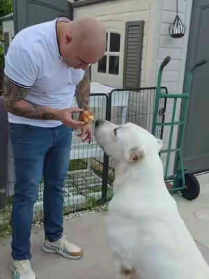 Rodillas de vaca una recompensa para tu perro que les va a encantar muy saludable y los mantiene entretenidos por mucho tiempo #treats #mascota #perro #k9 #canino 