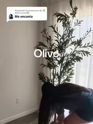 Respuesta a @☘️Anny Lenna☘️ esta hermosa mi vida está planta de olivo  . . . #TikTokshopbacktoschool #tiktokshopcreatorpicks #olivo#plantadeolivo #plantadecorativa 