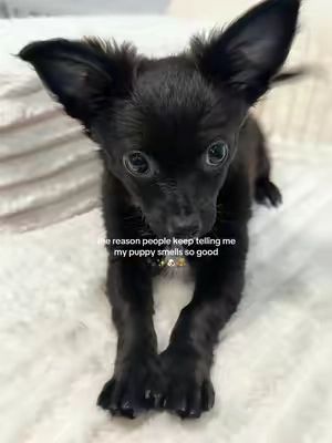 People are constantly telling me how good he smells 🥹❤️ 400 wipes can last you around 4 1/2 months even if you use three wipes a day @earthrated #petscreatorbootcamp #earthrated #doggrooming #petwipes #dogmom 