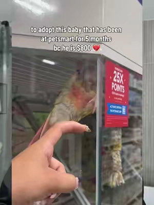 a perf for the perf bird 🥹💕 #adopt #bird #petsmart @PetSmart 