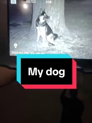 I can see my German shepherd dog in the dark using my infrared night vision! #nightvision #infrared #tacticalgear #Tactical #hunting