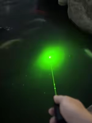 The fish go after my Laser pointer! #Laser #laserbeam #Laserpointer #gadgets #tactical 