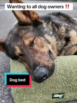 If I get a comfy bed then he gets one too 😤 ##bed##dog##pet##dogbed