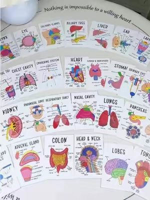 These make memorizing muscles. organs, and body systems so much easier. If you're in bio, pre-nursing, or Just love a good study nack... you need these. Study smarter, not harder! #anatomy#anatomyflashcards#studytok#studywithme#prehealth