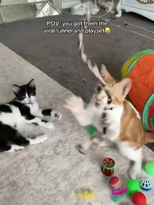 They love it #cats #cattoys 