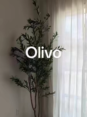 Planta de olivo  . . . #TikTokshopbacktoschool #tiktokshopcreatorpicks #olivo#plantadeolivo#decorhome 
