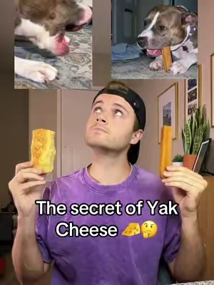 Yak cheese is subakis favvvvv #dogsoftiktok #dog #dogtreats 